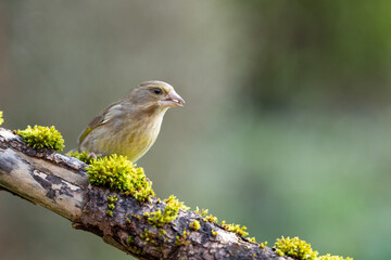 Adult female greenfinch (Chloris chloris) perched on a mossy branch - Yorkshire, UK 