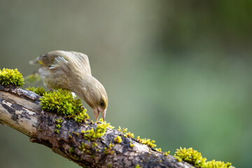 Adult female greenfinch (Chloris chloris) foraging whilst perched on a mossy branch - Yorkshire, UK 