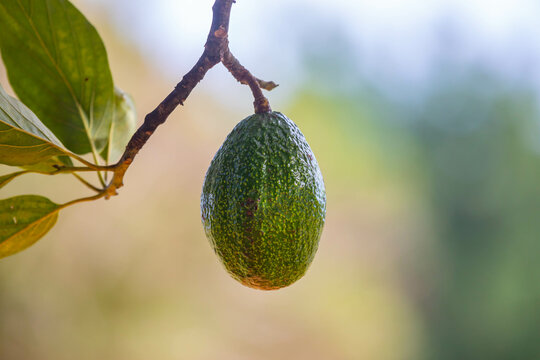 Green avocado on tree isolated and in selective focus