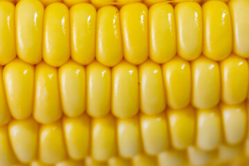 Green corn in selective focus and fine details