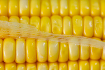 Green corn in selective focus and fine details