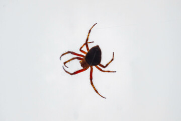 Typical web spider Araneus diadematus, very common in Brazil.