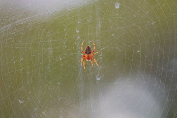 Typical web spider Araneus diadematus, very common in Brazil.