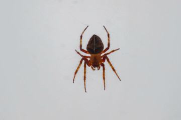 Typical web spider Araneus diadematus, very common in Brazil.