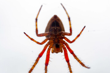 Typical web spider Araneus diadematus, very common in Brazil.