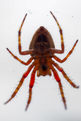 Typical web spider Araneus diadematus, very common in Brazil.