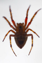 Typical web spider Araneus diadematus, very common in Brazil.