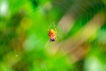 Typical web spider Araneus diadematus, very common in Brazil.