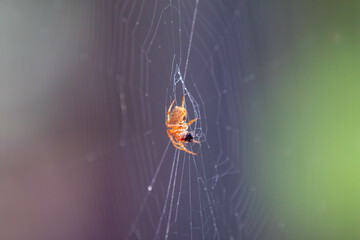 Typical web spider Araneus diadematus, very common in Brazil.