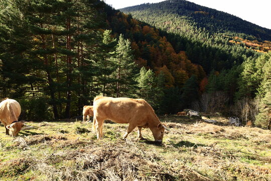 View on a cow in the Natural Park of Sierra de Cebollera , Spain