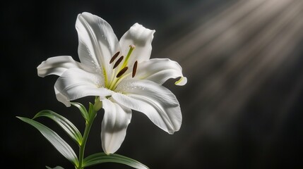 An elegantly simple composition of a single white lily against a dark background, illuminated by a beam of light that highlights its purity and beauty.