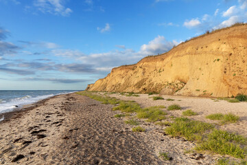 Naturstrand mit Steilküste im Abendlich an der Küste der Ostsee bei Heiligenhafen, Schleswig-Holstein. Am Strand Meersenf (Cakile maritima) und Seetang.