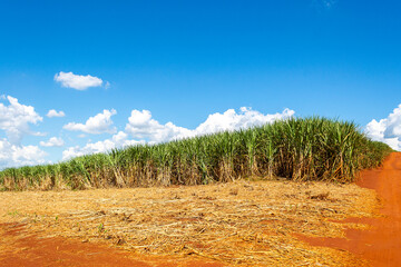 Sugarcane plantation on sunny day