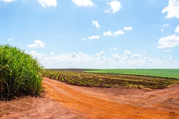 Fototapeten Sugarcane plantation on sunny day © Fabricio UZ