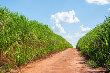 Fototapeta na wymiar Sugarcane plantation on sunny day
