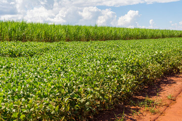Fototapeta na wymiar Brazilian soy plantation on sunny day.