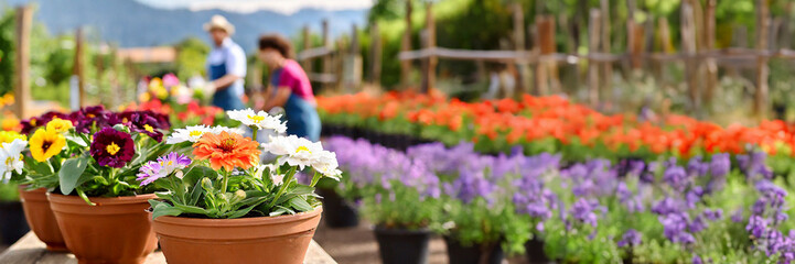 Panoramic view of colorful flowers in pots and woman with man gardening in background