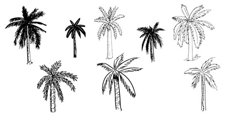 Set of paln trees isolated doodle, sketch style