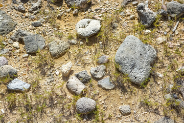 Dead stone corals and coral fossils on the beach in Bonaire. 