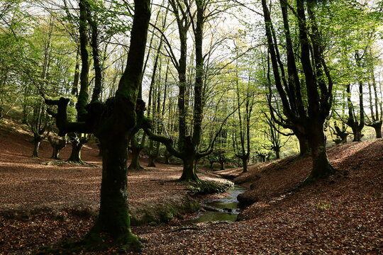 The Gorbeia Natural Park is the largest natural park in the Basque Country, Spain