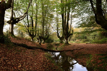 Fototapeta premium The Gorbeia Natural Park is the largest natural park in the Basque Country, Spain