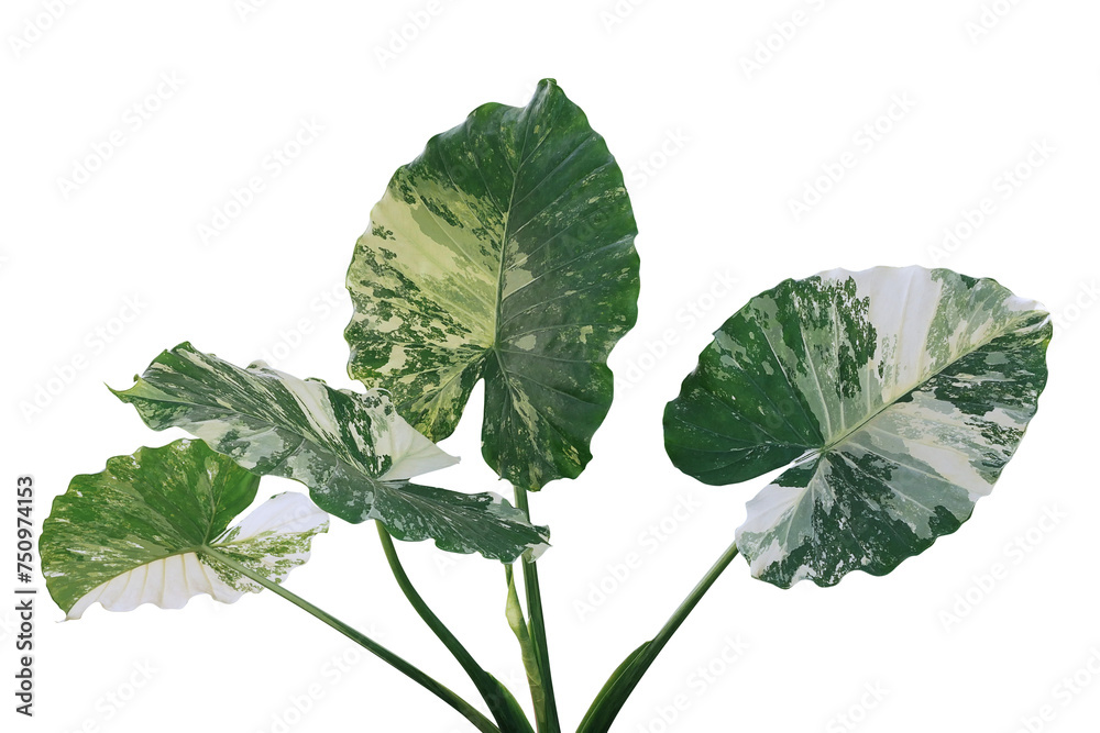 Canvas Prints Heart shaped variegated leaves of Elephant Ears or Variegated Alocasia (Alocasia macrorrhiza variegata), rare tropical foliage plant