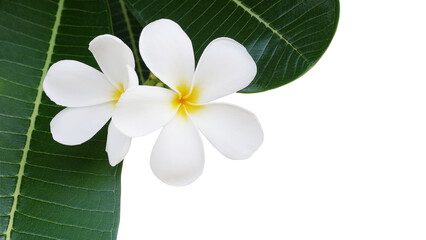 White flowers and green leaves of Frangipani or Plumeria (Plumeria alba) flowering plant tropical flower tree