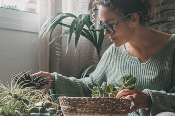 One woman at home sitting and doing gardening nature activity indoor with succulenta plants....