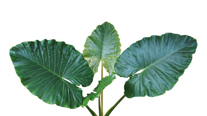 Heart shaped green leaves of Elephant Ear or Giant Taro (Alocasia species), tropical rainforest foliage garden plant