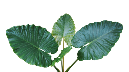Heart shaped green leaves of Elephant Ear or Giant Taro (Alocasia species), tropical rainforest foliage garden plant