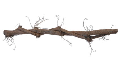 Dried twisted jungle vines climbing plant, vines and dried flower stalks of Tiliacora triandra medicinal flowering plant native to Southeast Asia.