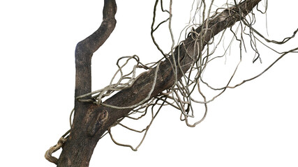 Messy jungle vines liana plant climbing hanging on jungle tree trunk and twisted around tree branch - 750974321