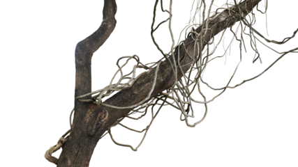Messy jungle vines liana plant climbing hanging on jungle tree trunk and twisted around tree branch