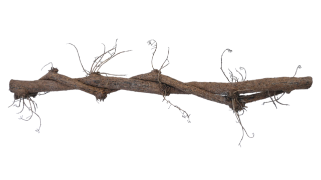 Dried twisted jungle vines climbing plant, vines and dried flower stalks of Tiliacora triandra medicinal flowering plant native to Southeast Asia.