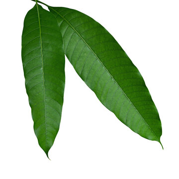 Close-up of fresh mango leaves tropical fruit tree. Mango leaves are medicinal plant rich in antioxidants such as anthocyanidins.