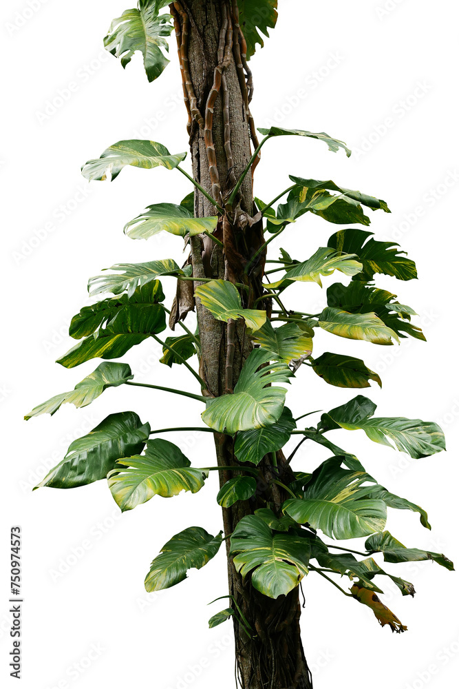 Wall mural Variegated leaves golden giant Pothos (Marble Queen) or Devils ivy tropical foliage vine plant and forest vine liana plants climbing on jungle tree trunk