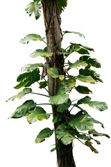 Variegated leaves golden giant Pothos (Marble Queen) or Devils ivy tropical foliage vine plant and...
