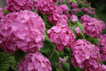 beautiful and vibrant pink flowers closeup