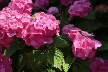 Obraz premium beautiful and vibrant pink flowers closeup