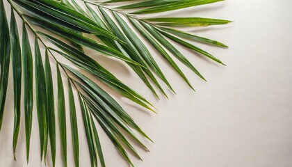 palm tree leaves on the side of large light pastel background beautiful composition with large white space for text or copy clean and minimal top view wallpaper