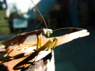 mantis religiosa mirando hacia la cámara