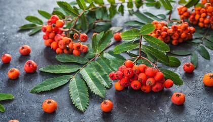 many scattered red rowan berries green leaves and branches on dark background - obrazy, fototapety, plakaty