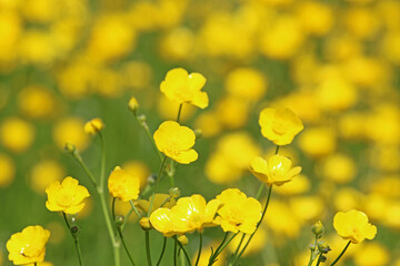 Grass meadow with buttercup flowers	