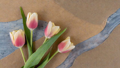 Pink white tulip with paper to cover, empty space to text