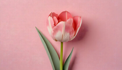 Pink tulip with pink background, empty space to text