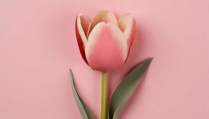 Pink tulip with pink background, empty space to text