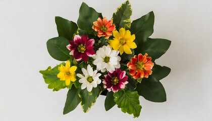 Colorfull spring flowers with green leaves isolated, minimalist