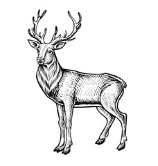 Deer vector sketch, black and white vintage illustration.