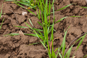 Close up of a terrestrial plant emerging from the soil