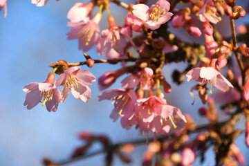 Cherry tree branch blooming in early spring, pink nature flowers background